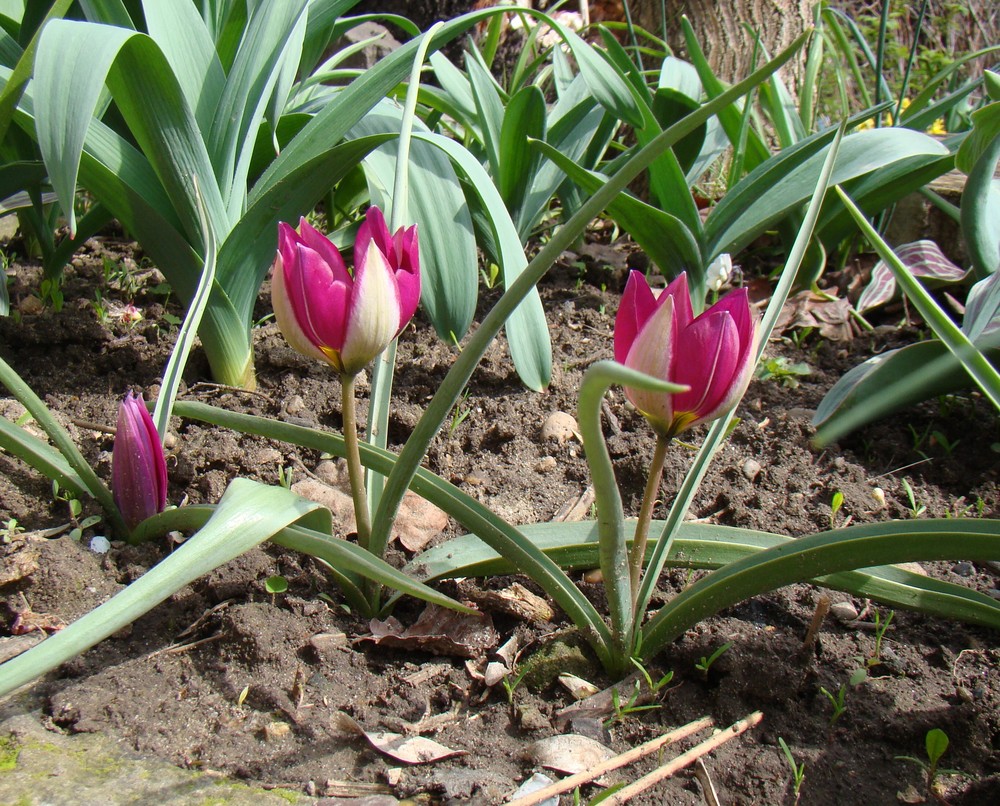 Image of Tulipa humilis specimen.