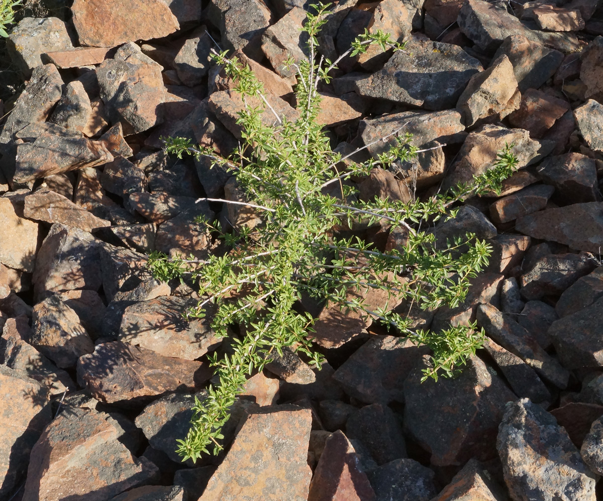 Image of Cerasus tianshanica specimen.