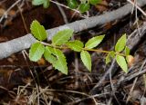 Phillyrea latifolia