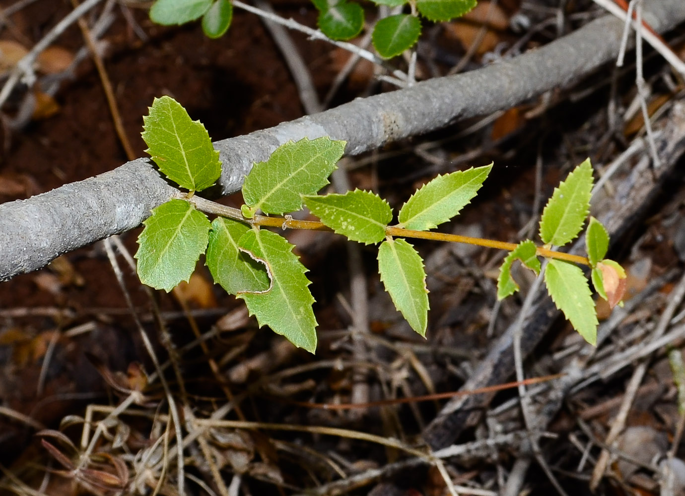 Image of Phillyrea latifolia specimen.