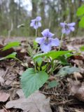 Viola riviniana