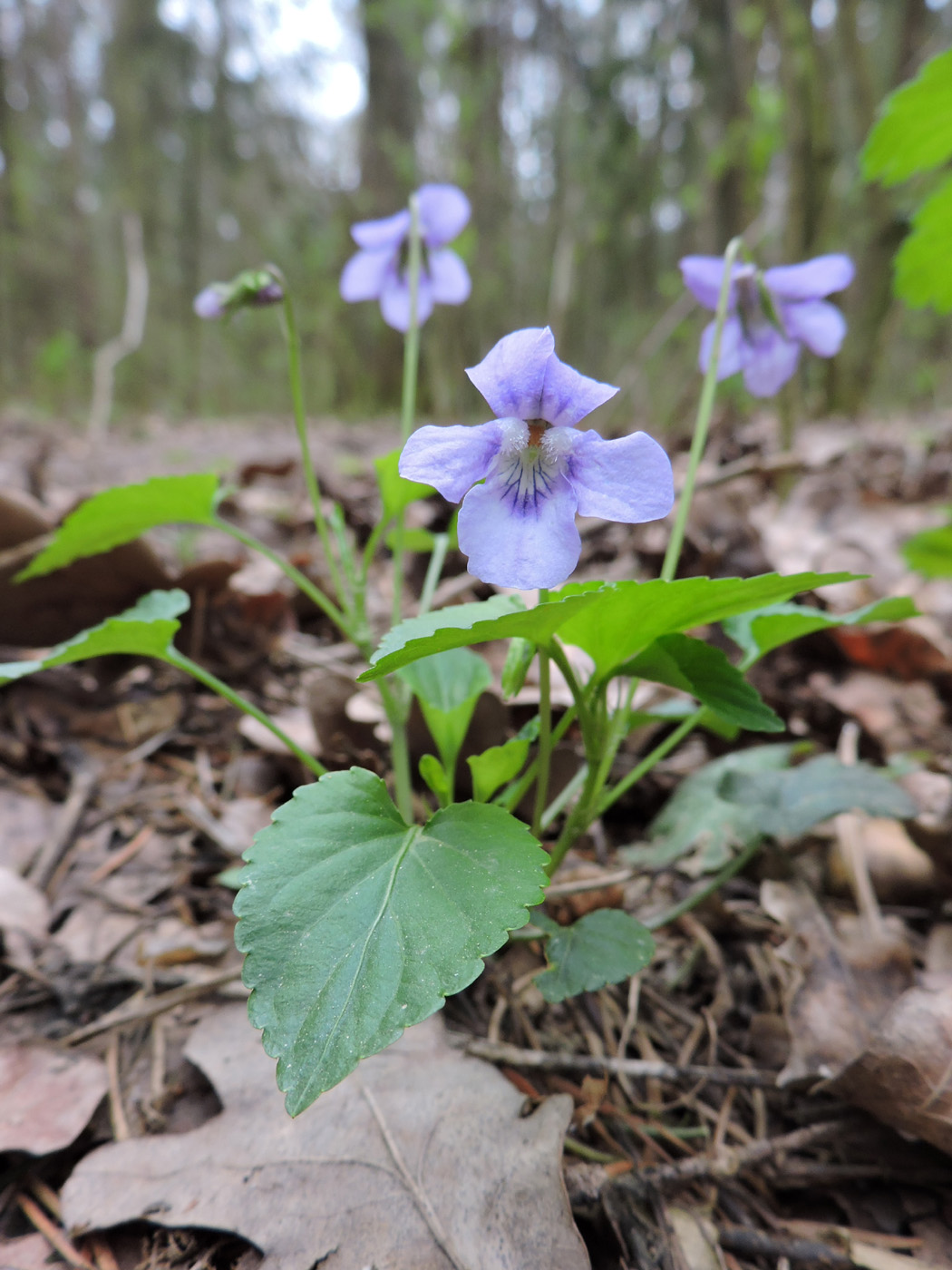 Изображение особи Viola riviniana.