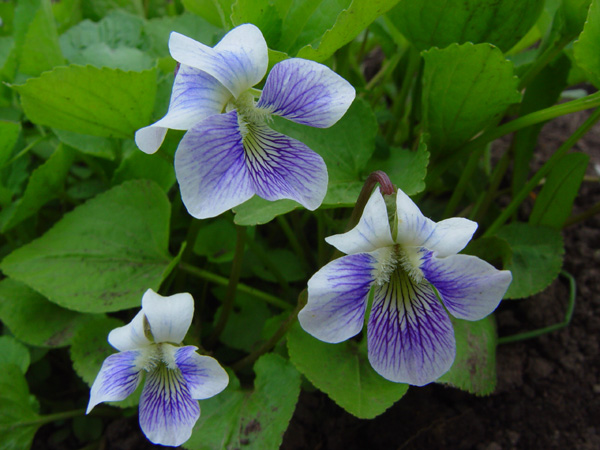 Image of Viola sororia f. priceana specimen.