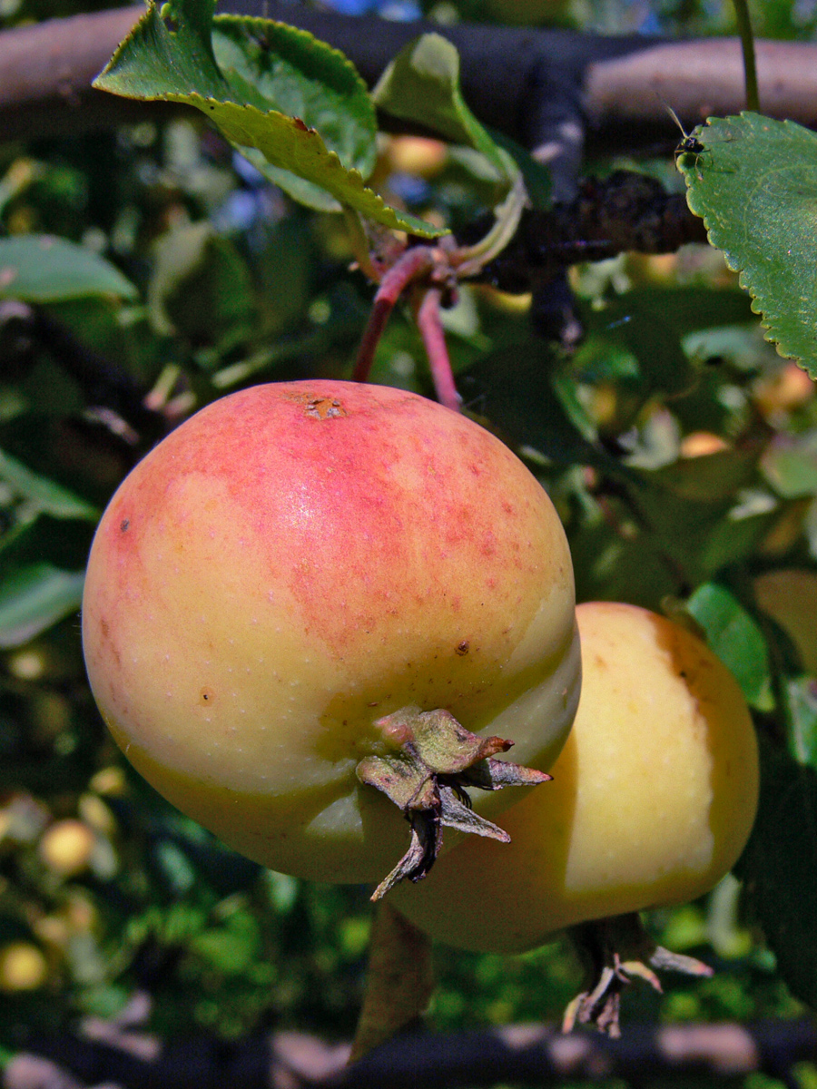 Изображение особи Malus sylvestris.