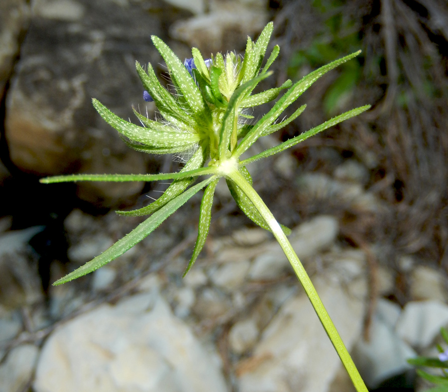 Изображение особи Asperula setosa.