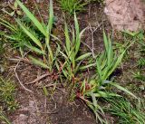 Dactylis glomerata