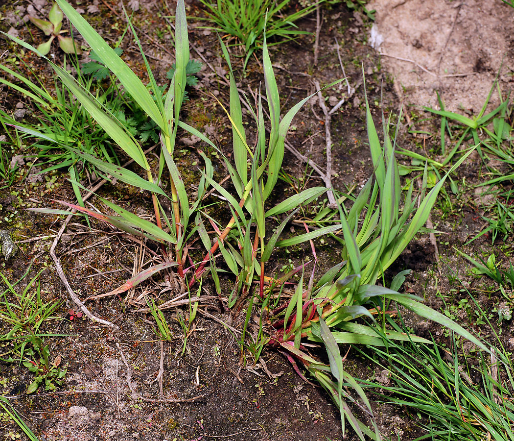 Изображение особи Dactylis glomerata.