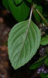 genus Ocimum