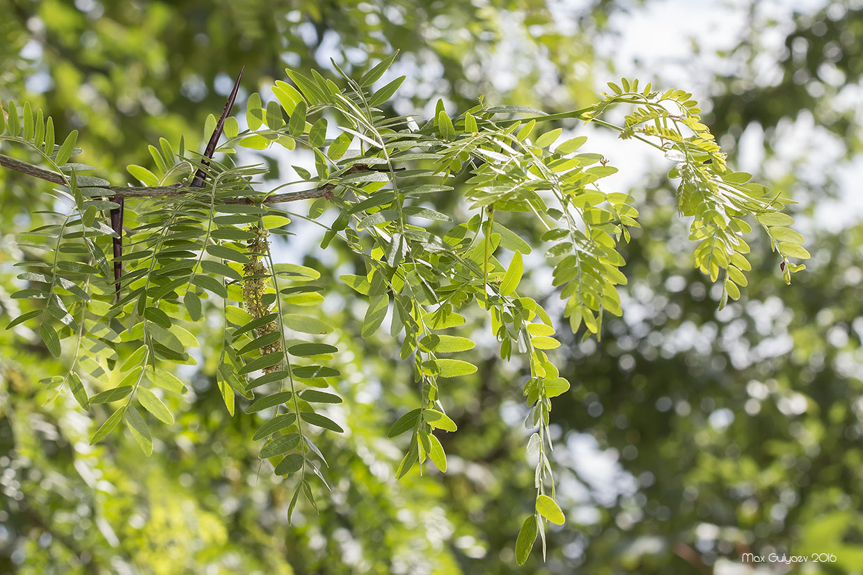 Изображение особи Gleditsia triacanthos.