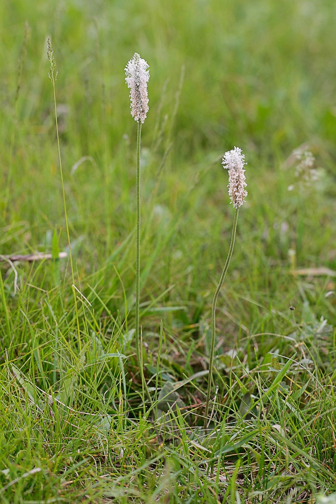 Изображение особи Plantago urvillei.