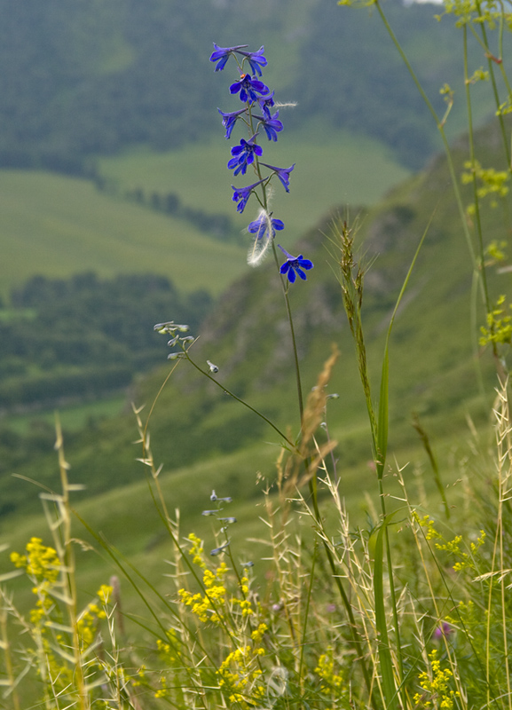 Изображение особи Delphinium laxiflorum.