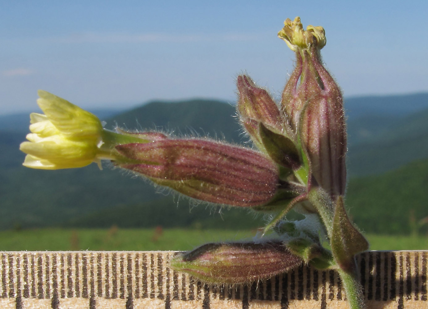 Изображение особи Melandrium latifolium.