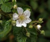 Rubus nessensis. Цветок и бутоны. Московская обл., Раменский р-н, окр. ж.-д. платформы Хрипань, просека под ЛЭП. 08.06.2016.
