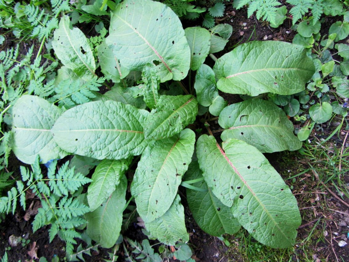 Image of Rumex obtusifolius specimen.