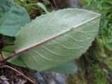 Saussurea kolesnikovii