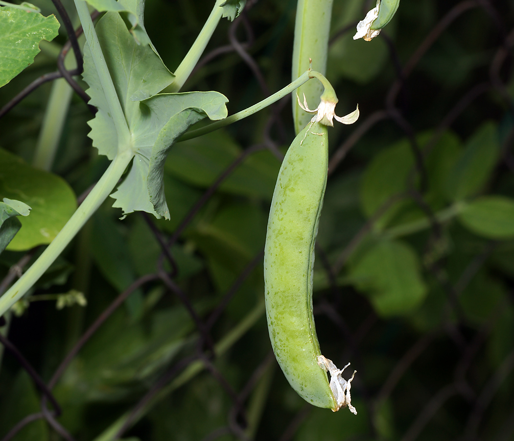 Image of Pisum sativum specimen.