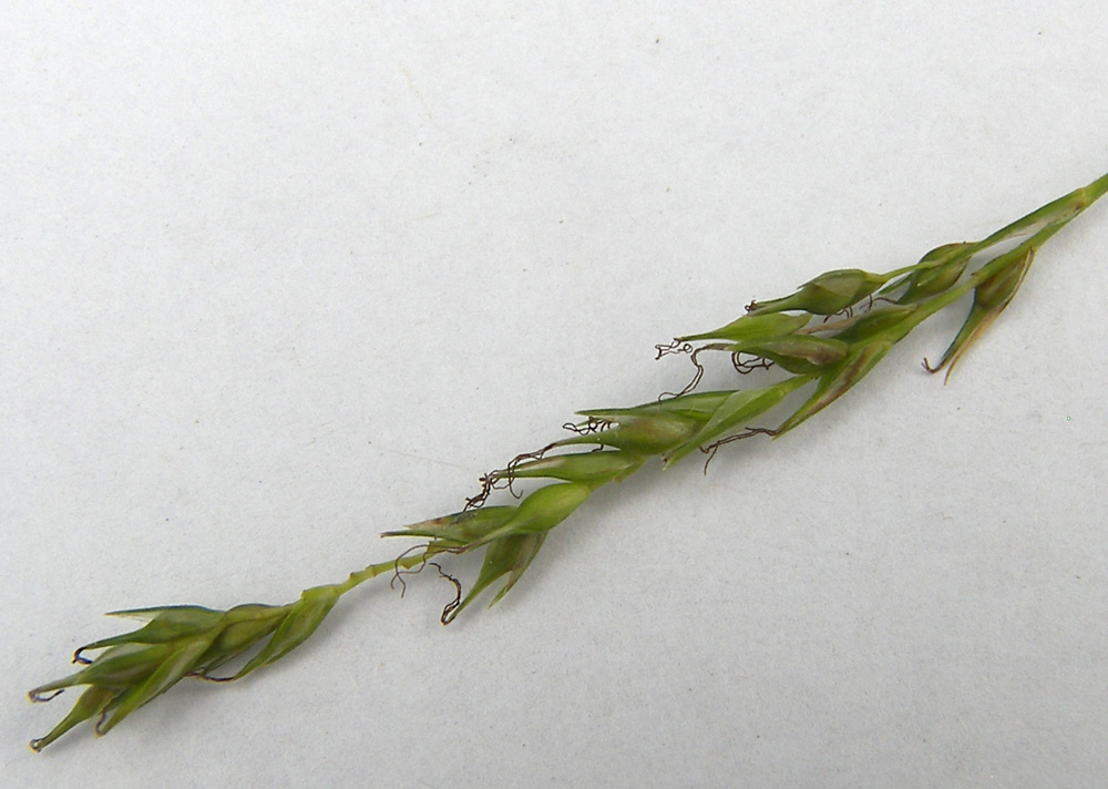 Image of Carex sylvatica specimen.