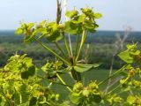 Euphorbia seguieriana