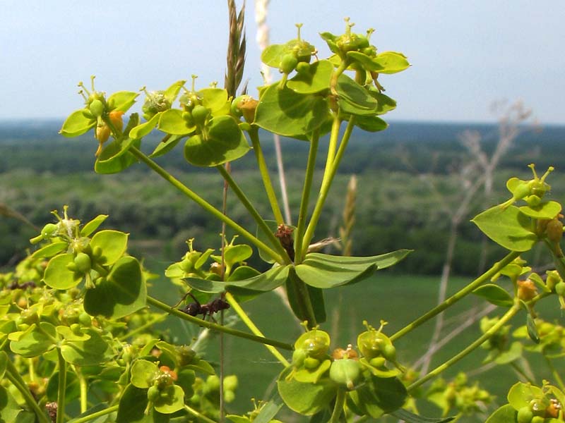 Изображение особи Euphorbia seguieriana.