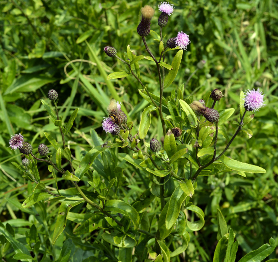 Image of Cirsium setosum specimen.