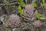 Orostachys erubescens