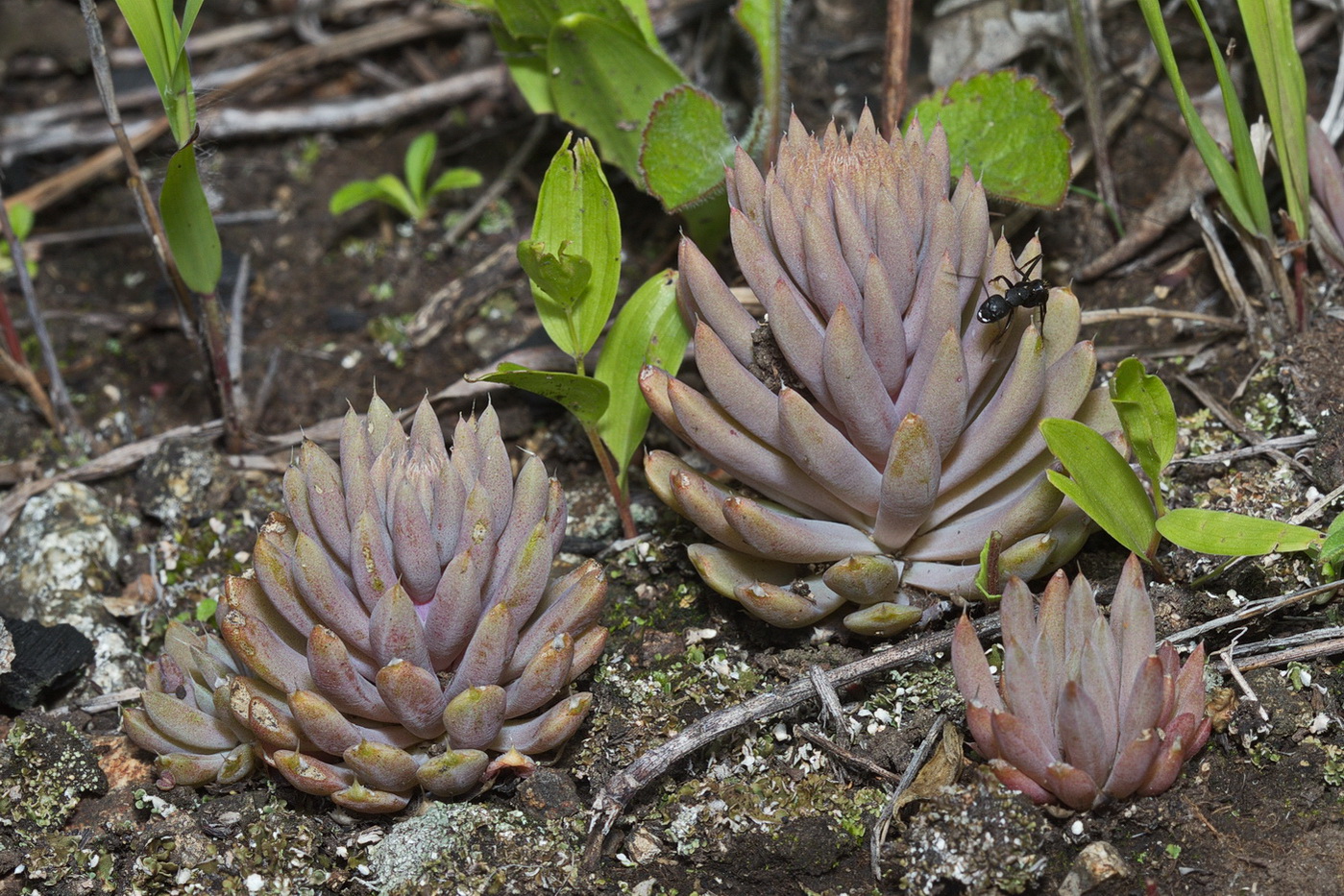 Image of Orostachys erubescens specimen.