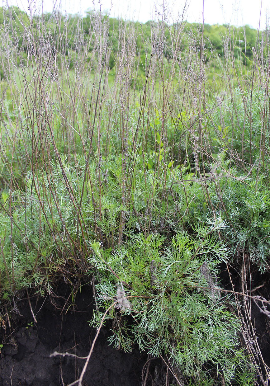 Image of Artemisia sericea specimen.