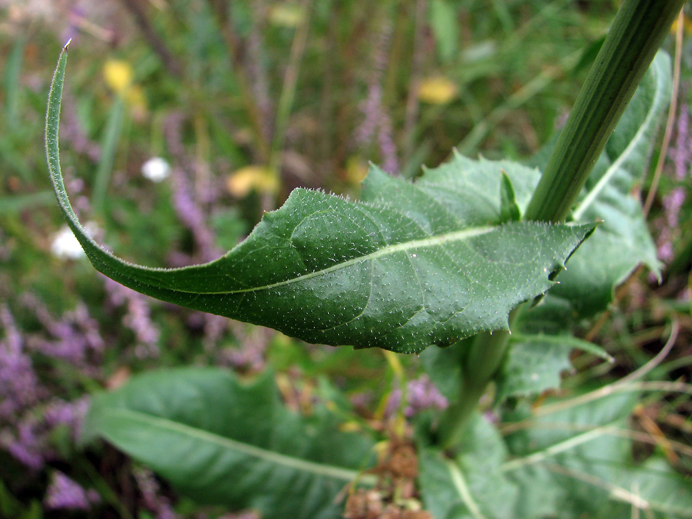 Image of Cichorium intybus specimen.