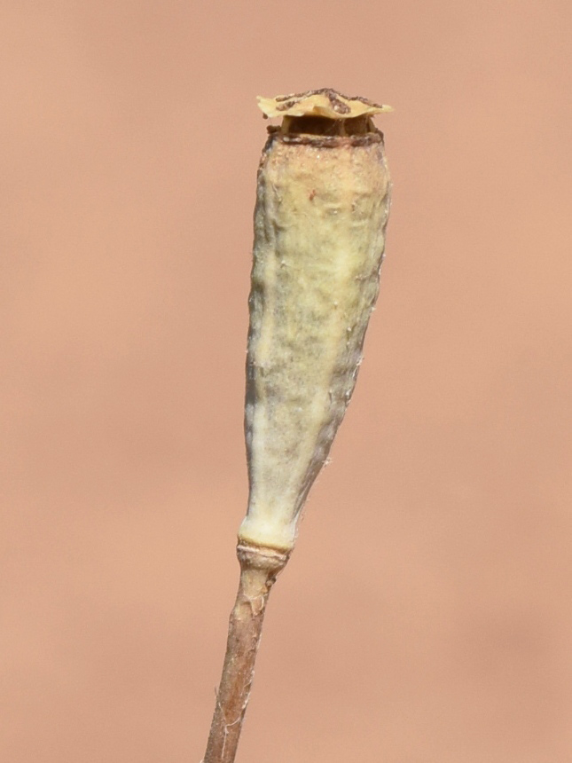 Image of Papaver litwinowii specimen.