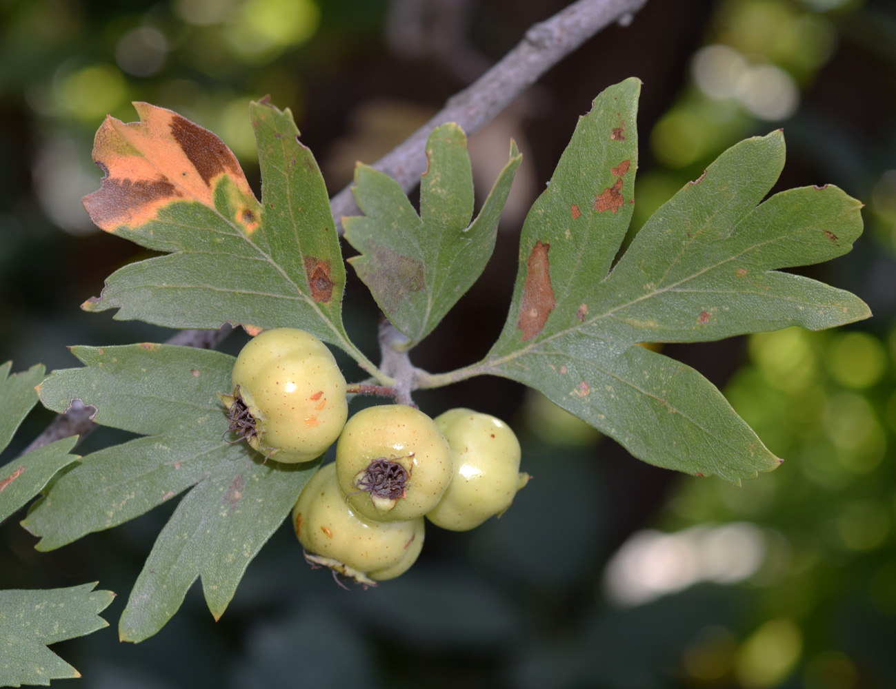 Изображение особи Crataegus pontica.