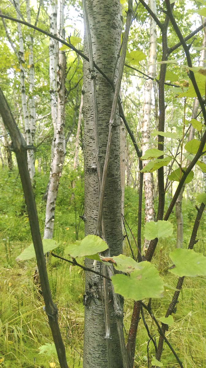 Изображение особи Atragene ochotensis.