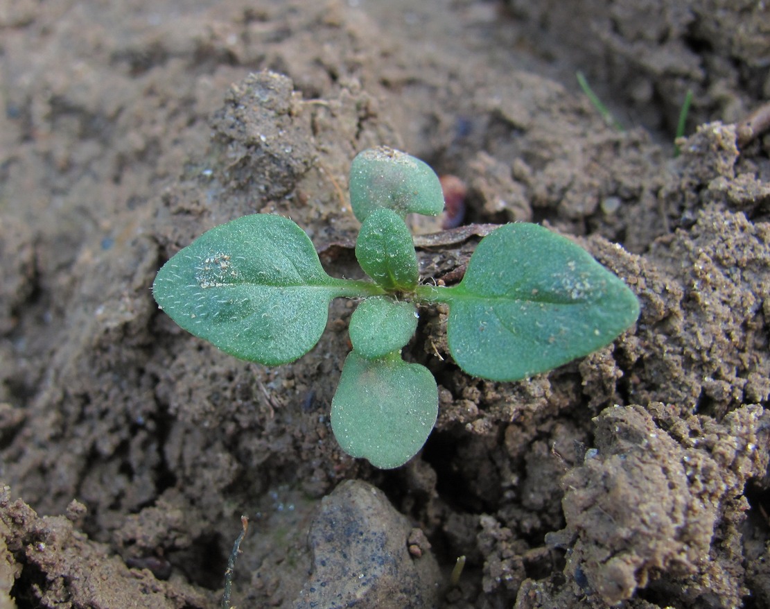 Image of genus Prunella specimen.