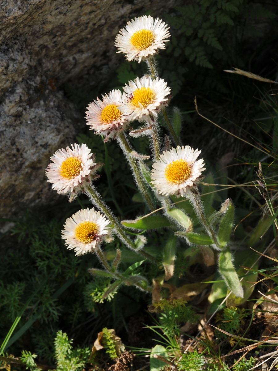 Изображение особи Erigeron lachnocephalus.