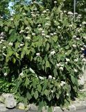 Hydrangea aspera подвид sargentiana. Цветущее растение. Швейцария, г. Люцерн. Июль.