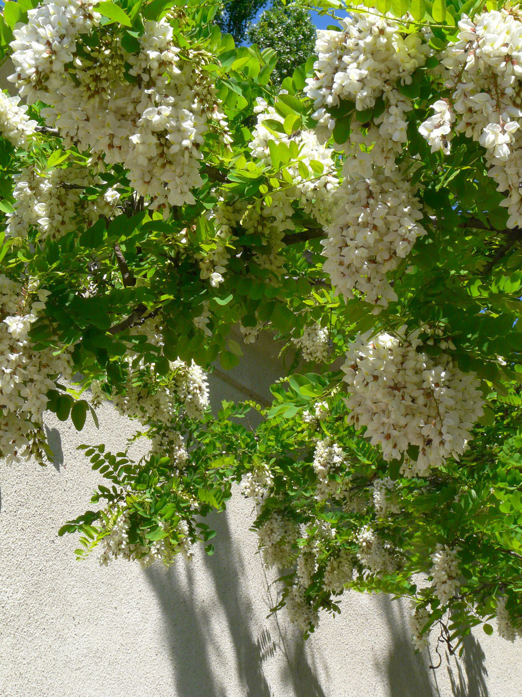 Изображение особи Robinia pseudoacacia.