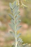 Astragalus petraeus