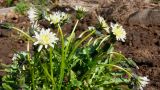 Taraxacum pseudonivale