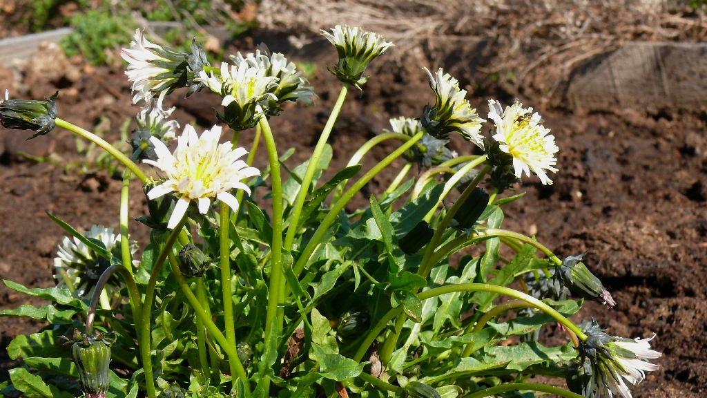 Изображение особи Taraxacum pseudonivale.