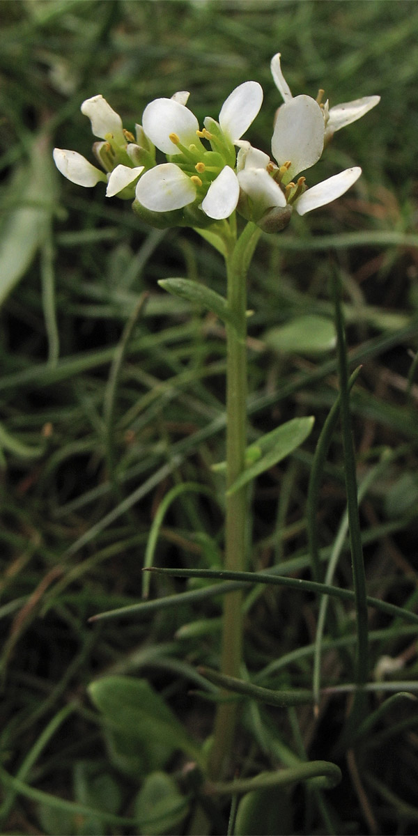 Изображение особи Cochlearia anglica.