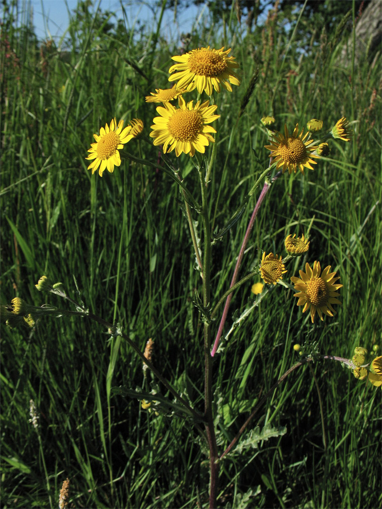Image of Senecio vernalis specimen.