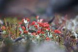 род Cladonia