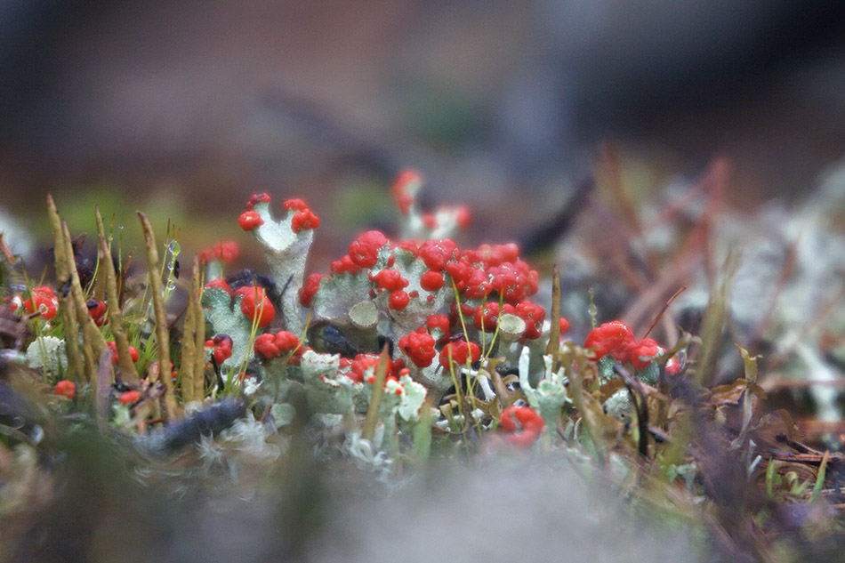 Изображение особи род Cladonia.