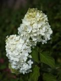 Hydrangea paniculata. Соцветия. Ярославская обл., Рыбинский р-н, с. Каменники, садовый участок, в культуре. 19.08.2016.
