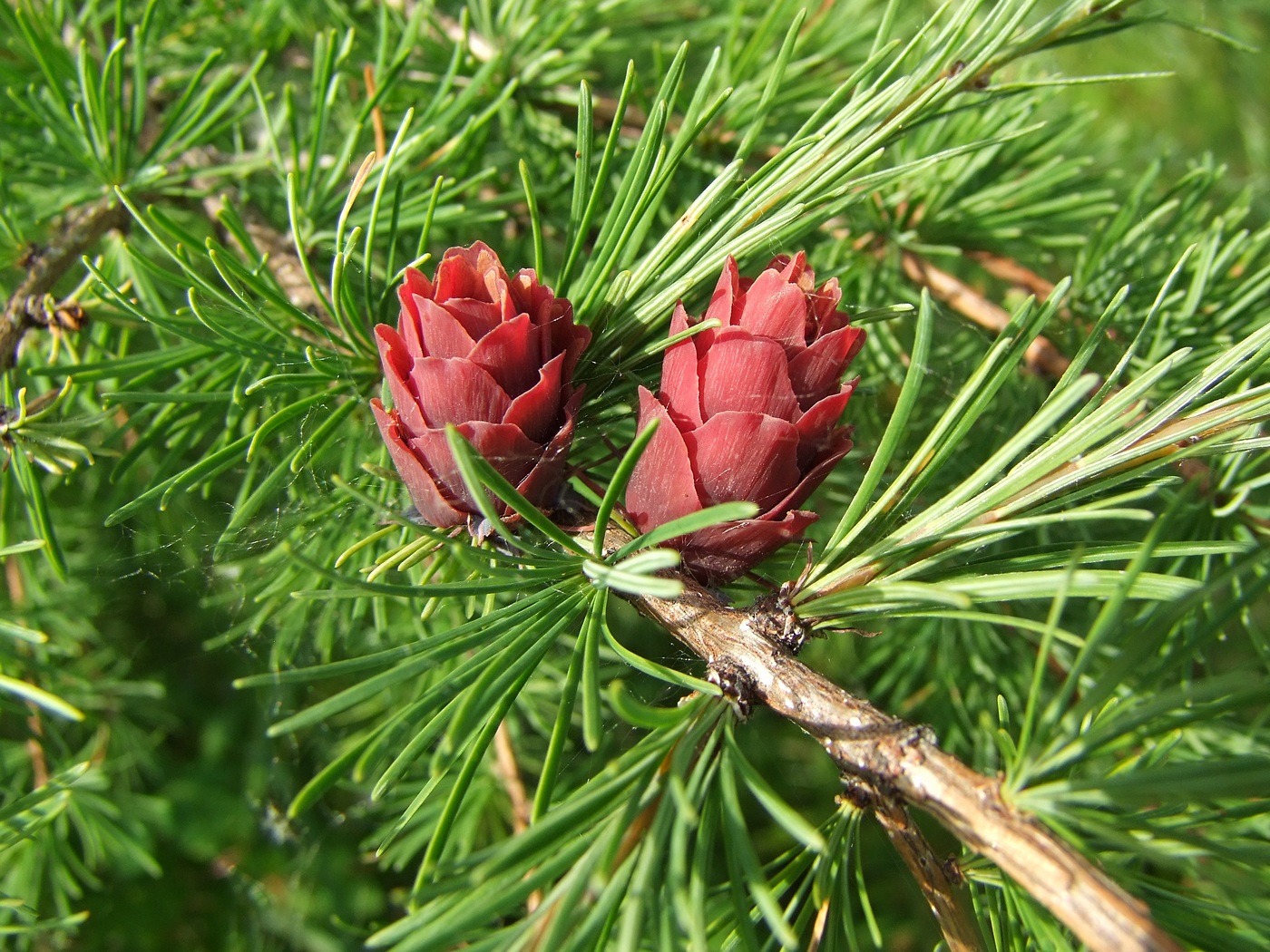 Image of Larix cajanderi specimen.