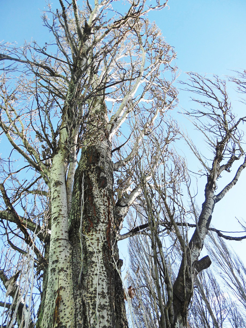 Image of Populus alba specimen.