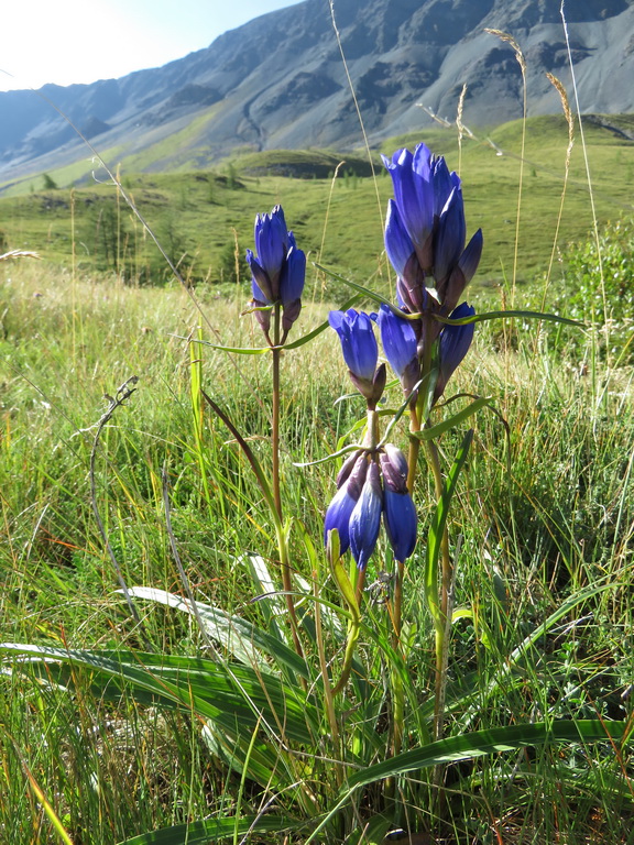 Image of Gentiana decumbens specimen.