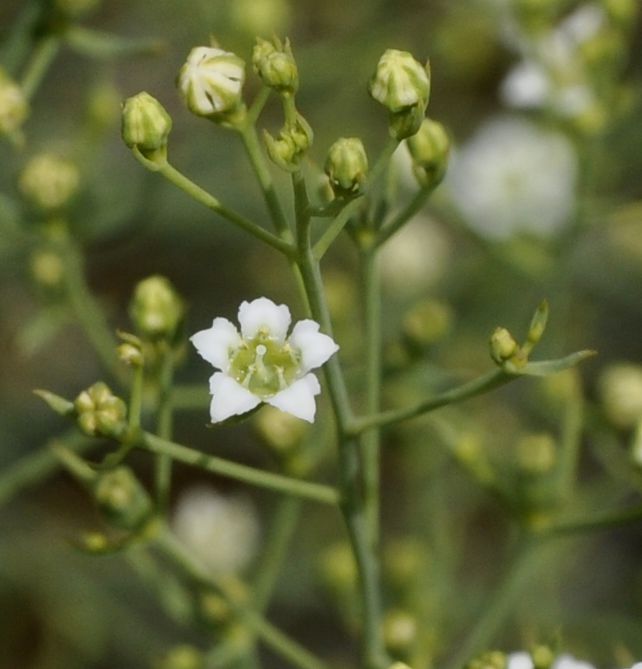 Image of genus Thesium specimen.