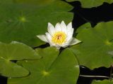 Nymphaea tetragona