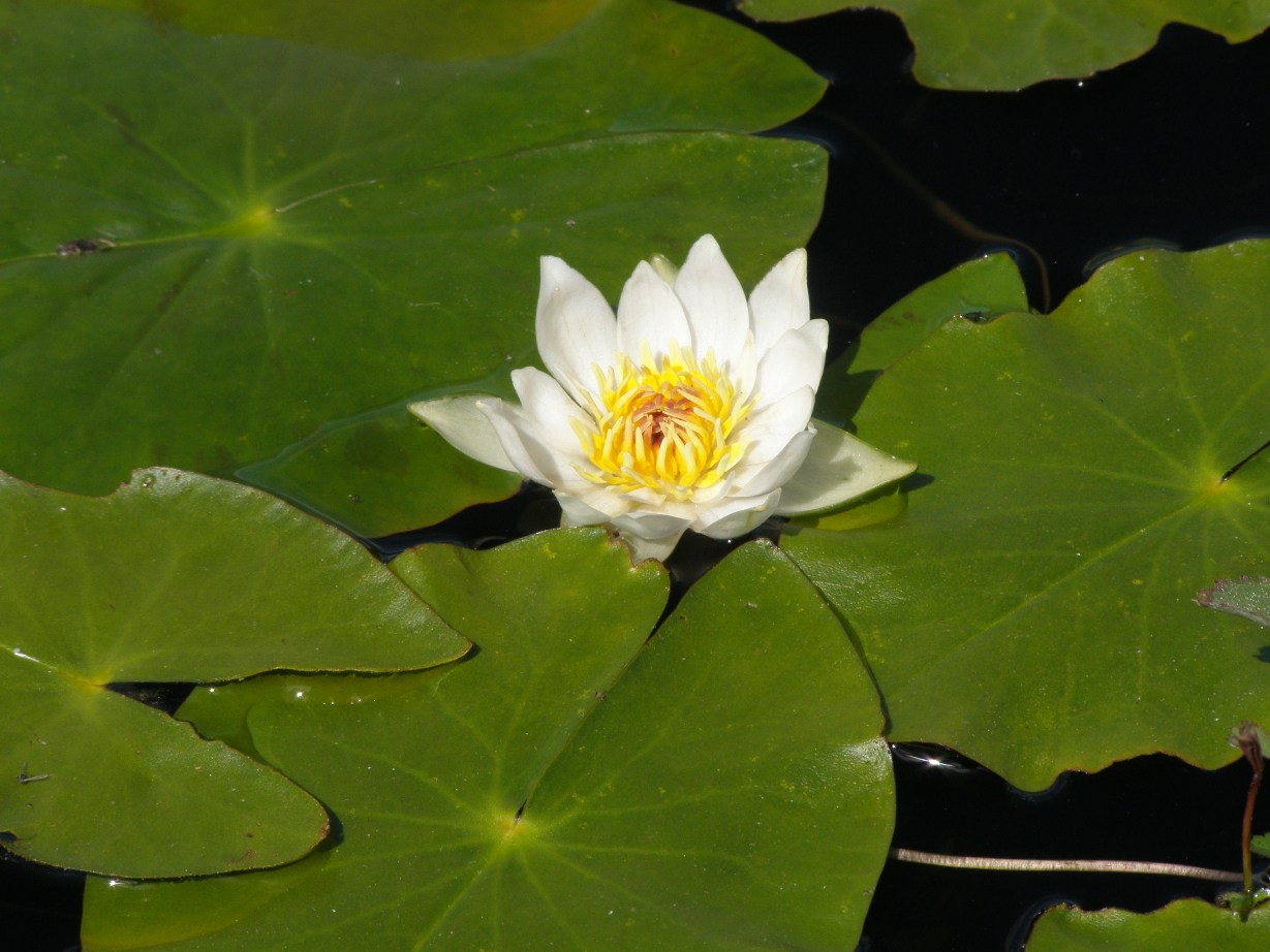 Image of Nymphaea tetragona specimen.