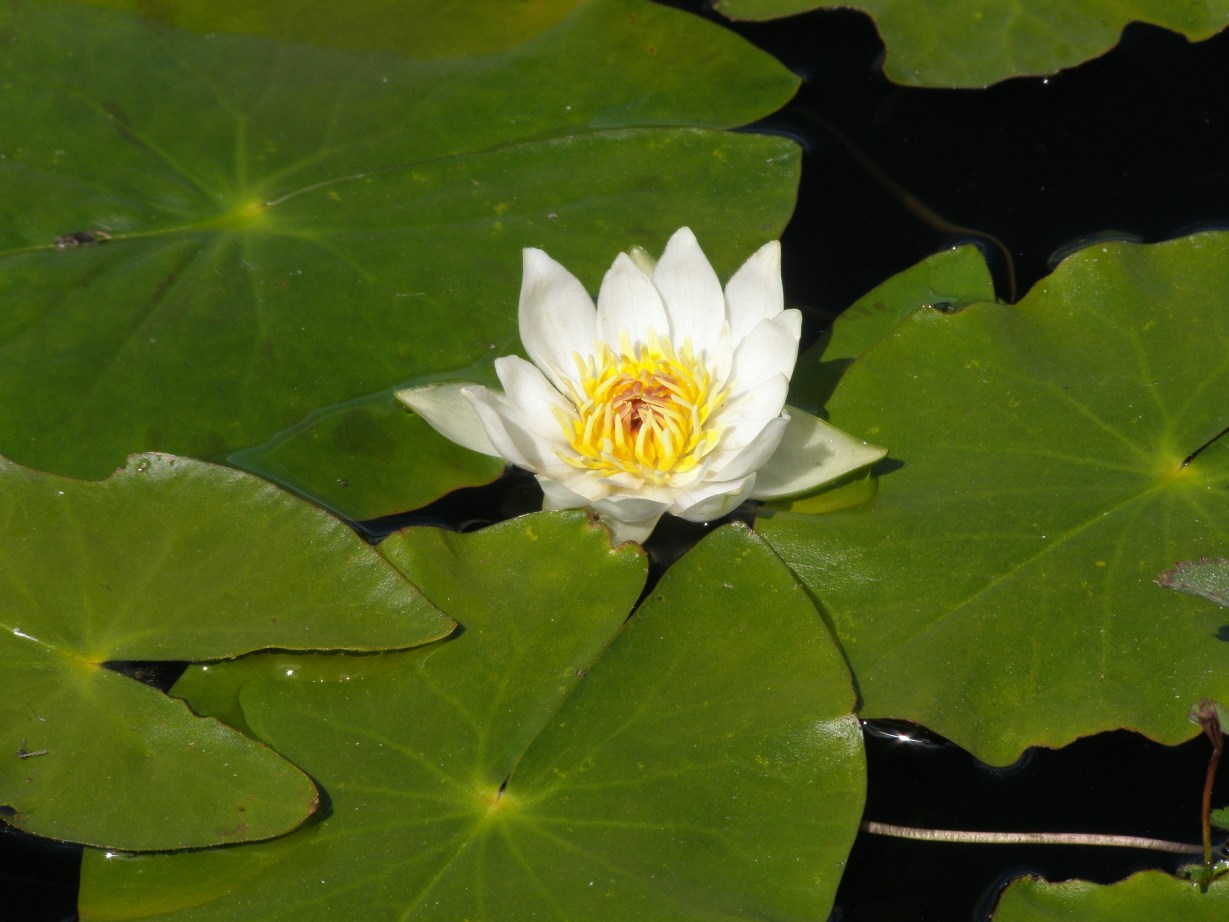 Изображение особи Nymphaea tetragona.